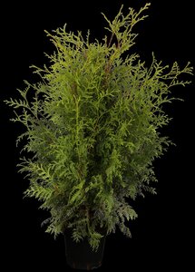 BRABANT CEDAR 60CM - image 5