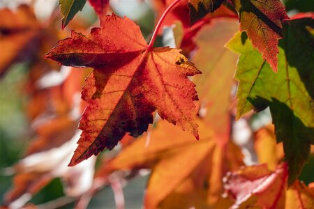 BRANDYWINE MAPLE 275CM  - image 2