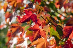 BRANDYWINE MAPLE 60MM  - image 1