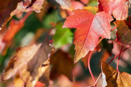 BRANDYWINE MAPLE 60MM  - image 3