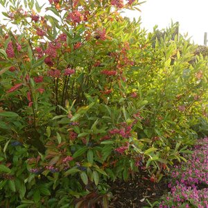 BRANDYWINE VIBURNUM 40CM