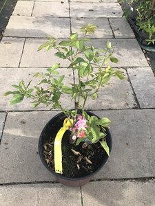 BRILLIANT PINK ICEBERG ROSE 2G (FL Pink)