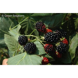 BRISTOL RASPBERRY 2G