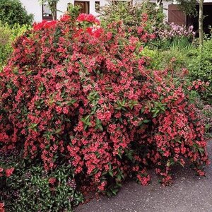 BRISTOL RUBY WEIGELA 20 CM