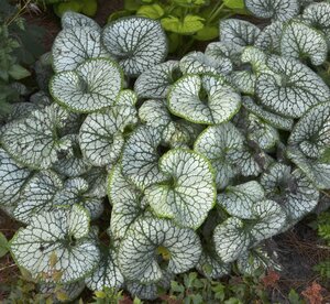 BRUNNERA JACK FROST 1G