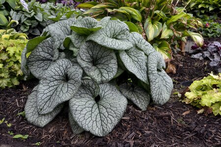 BRUNNERA QUEEN OF HEARTS 8"