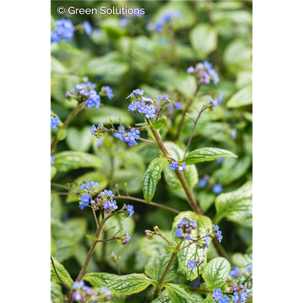 BRUNNERA SILVER HEART 1G