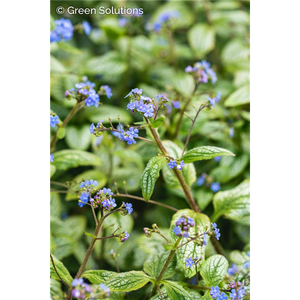 BRUNNERA SILVER HEART 1G