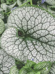 BRUNNERA STERLING SILVER 1G