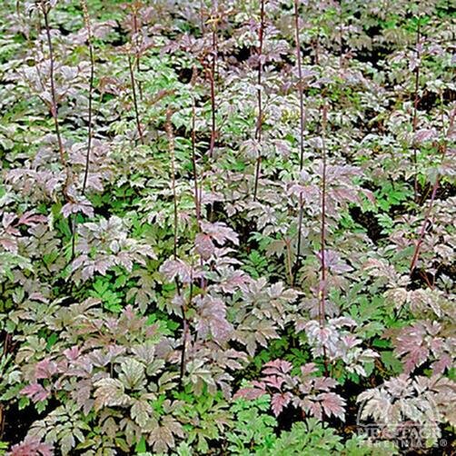 BUGBANE ATROPURPUREA 1G