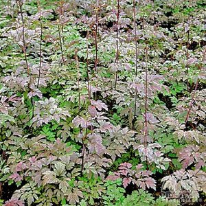 BUGBANE ATROPURPUREA 1G
