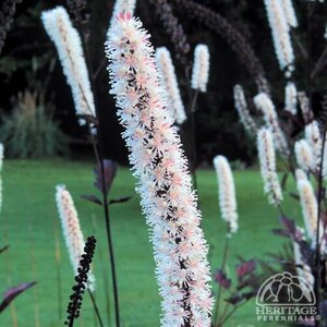 BUGBANE PINK SPIKE 1G
