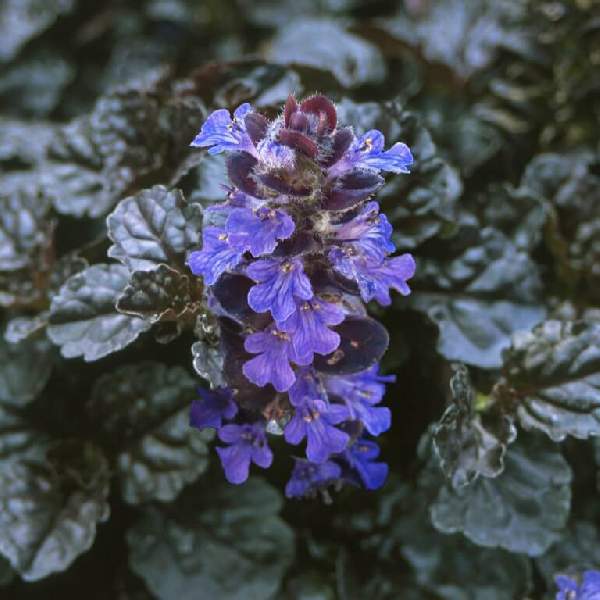 BUGLEWEED BLACK SCALLOP 4IN