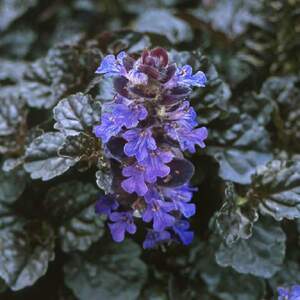 BUGLEWEED BLACK SCALLOP 4IN