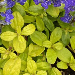 BUGLEWEED CORDIAL CANARY 1G