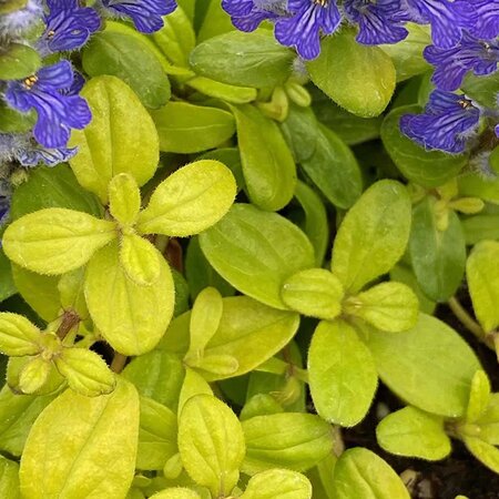 BUGLEWEED CORDIAL CANARY 4INCH