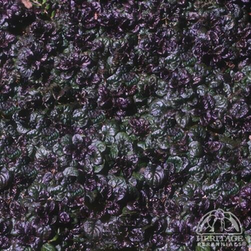 BUGLEWEED MINI CRIP RED 1G
