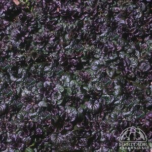 BUGLEWEED MINI CRIP RED 3IN