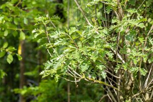 BUR OAK 200 CM  - image 4