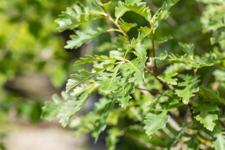 BUR OAK 200 CM  - image 5