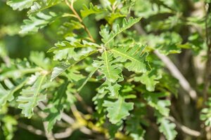BUR OAK 275CM  - image 1