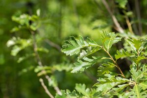 BUR OAK 275CM  - image 2