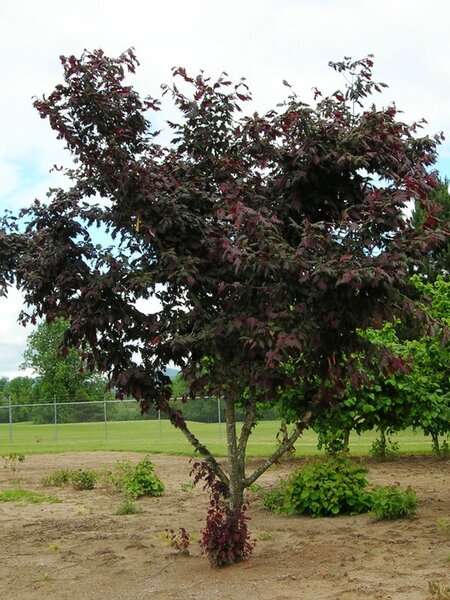 BURGUNDY LACE HAZEL 25MM