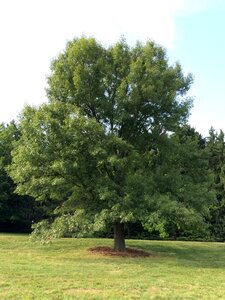 BURR OAK 300CM