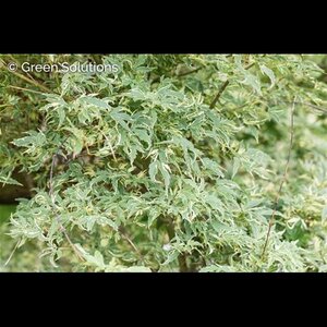 BUTTERFLY JAPANESE MAPLE 2 GALLON  3 month warranty