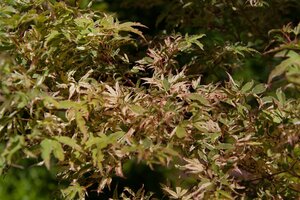 BUTTERFLY JAPANESE MAPLE 50CM - image 5