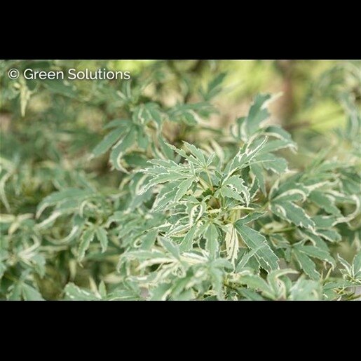 BUTTERFLY JAPANESE MAPLE 80 CM