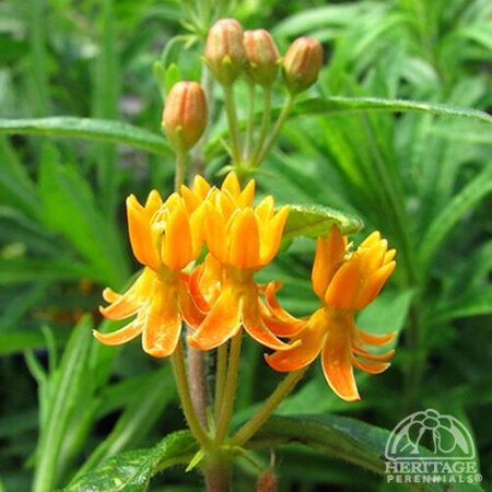 BUTTERFLY WEED (NATIVE) 1G