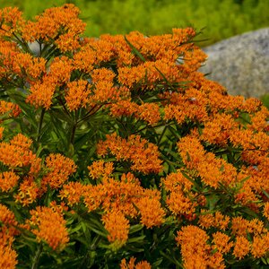 BUTTERFLY WEED (NATIVE) 4IN