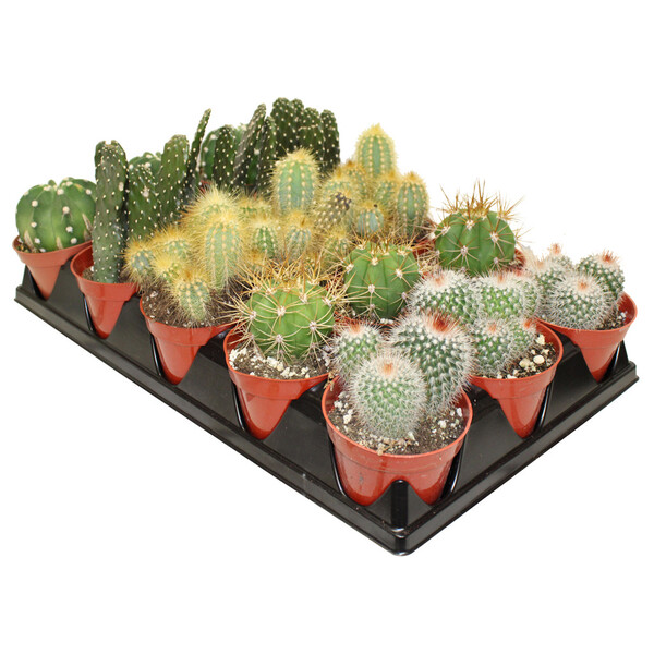 CACTI PREMIUM ASST 4"
