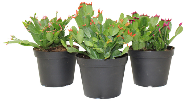 CACTI SPRING FLOWERING 6"