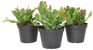 CACTI SPRING FLOWERING 6"