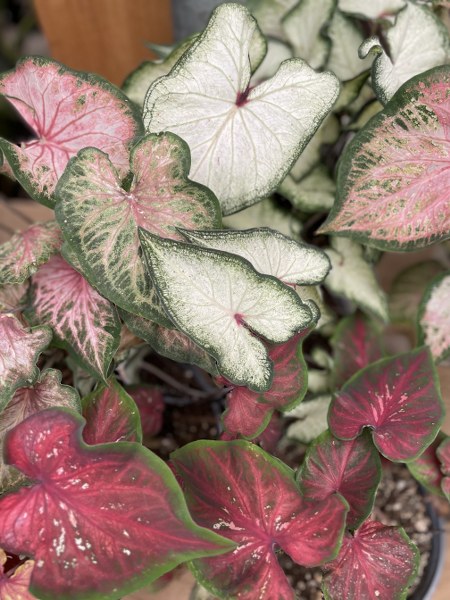 Caladium Asst 6.5"