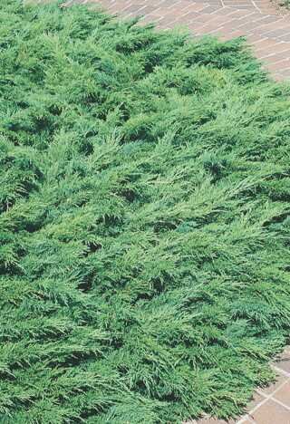 CALGARY CARPET JUNIPER 30 CM