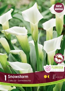 CALLA SNOWSTORM