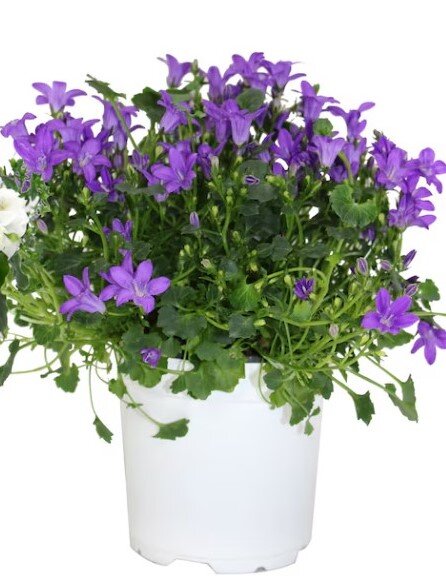 CAMPAULA MAJESTIC PURPLE 4"