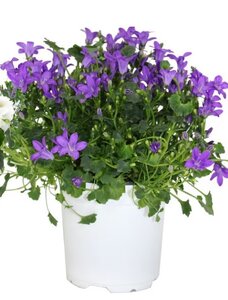 CAMPAULA MAJESTIC PURPLE 4"