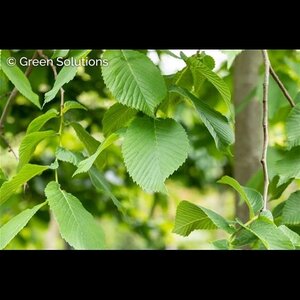 CAMPERDOWN ELM 200CM