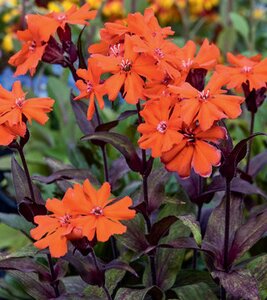 CAMPION (MALTESE CROSS) ORANGE GNOME 1G