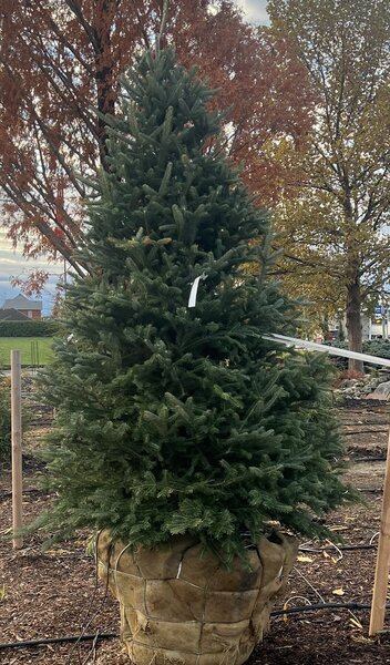 CANAAN FIR 125 CM (No warranty if put inside/planter)