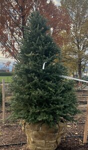 CANAAN FIR 125 CM (No warranty if put inside/planter)