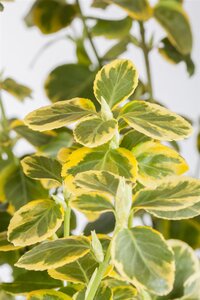 CANADALE GOLD EUONYMUS 30 CM - image 2