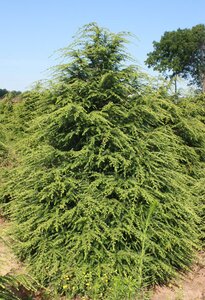 CANADIAN HEMLOCK 150 CM B&B