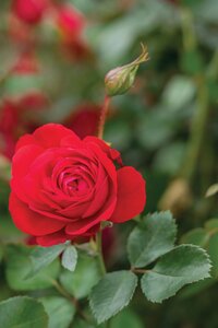 CANADIAN SHEILD ROSE 5GAL Tree Red (3 Month Warranty)