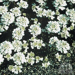 CANDYTUFT PURITY 1G