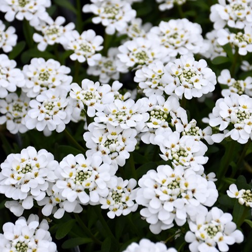 CANDYTUFT PURITY 3IN